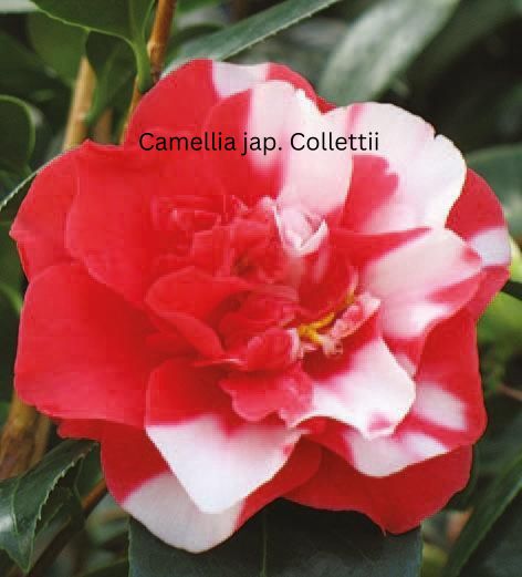 Camellia japonica weiß-rot, Kamelien mit weiß-roten Blüten (zweifarbig)